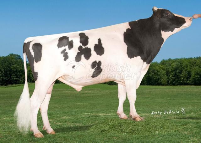 Holstein Red Factor Breed Semen