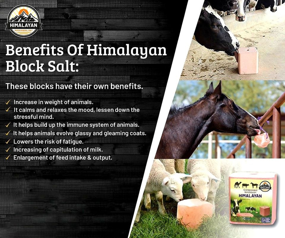 Himalayan pink Animal licking salt 