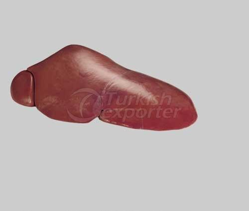 Liver