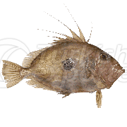John Dory