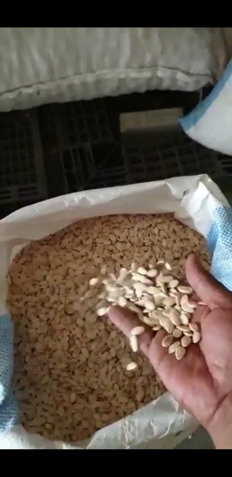 Sudanese Melon Seeds (HS Code 12077000)