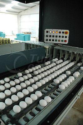 Egg Gathering and Classifying Facility