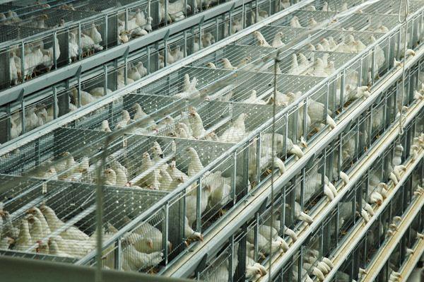 Chick and Springer Grower Facility