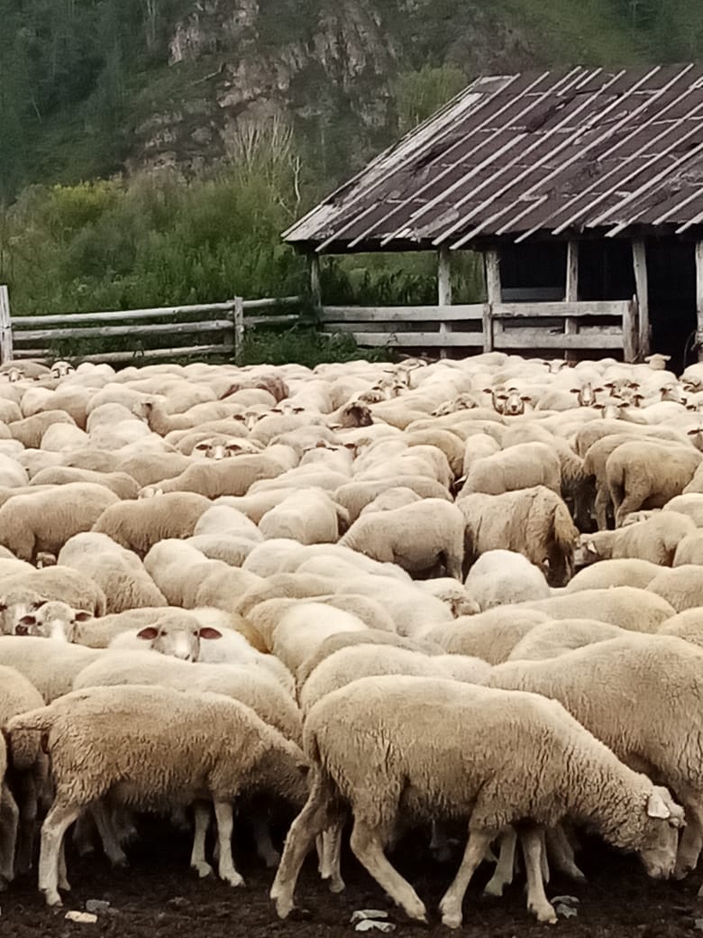 Small cattle (Sheeps / Rams)