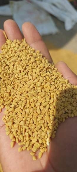 Fenugreek Seeds