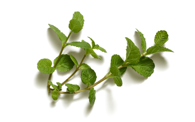 Peppermint Essential Oil