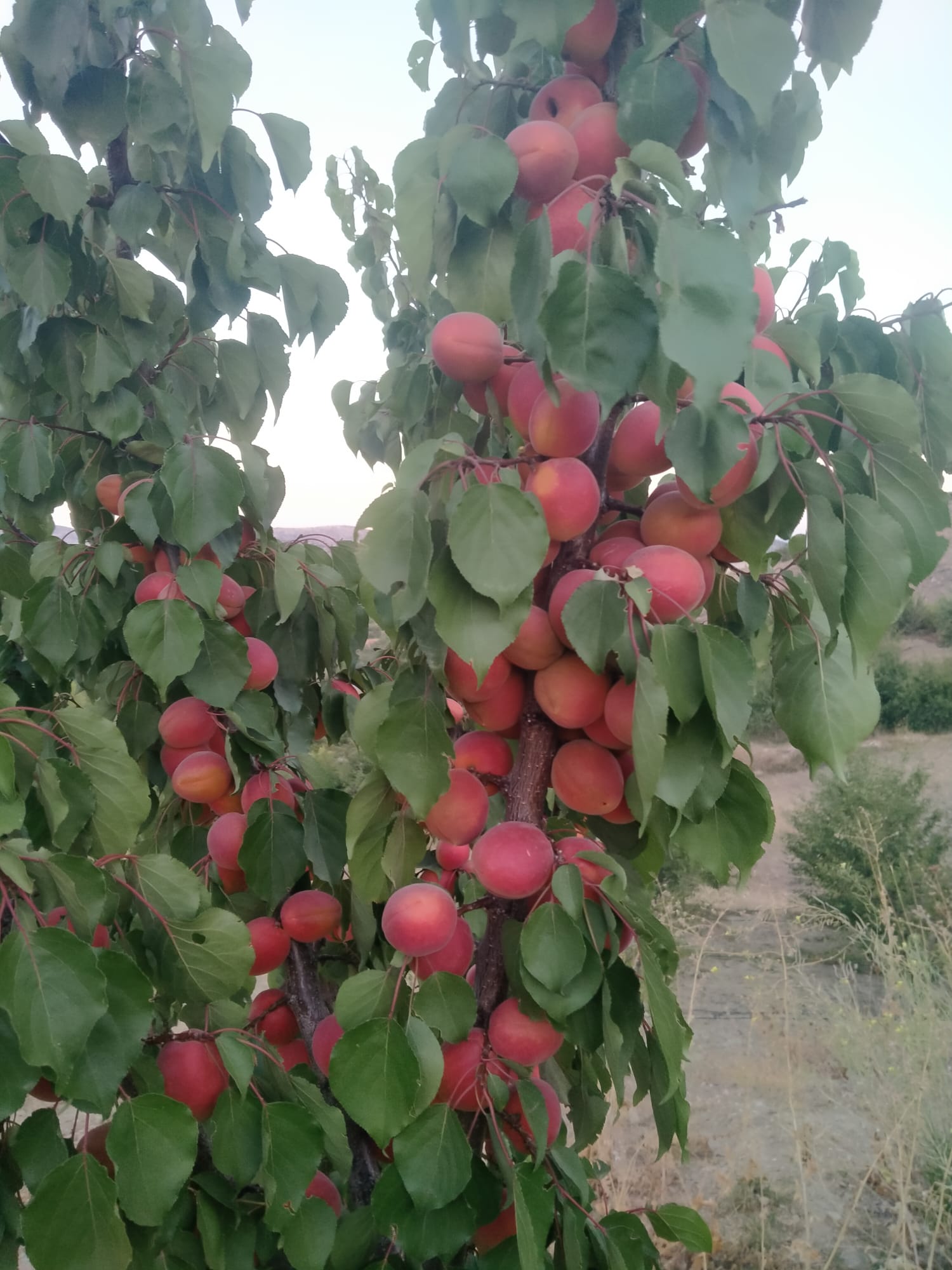 Apricot Sapling