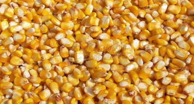 Corn/Maize (Zea mays L.)