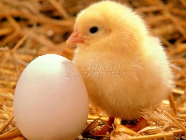 Broiler Feed