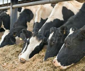 Large and Small Ruminant Feed