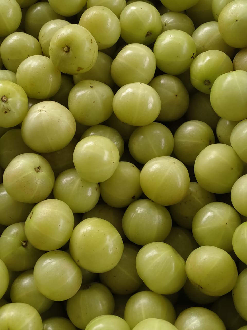 Fresh Amla (Indian gooseberry)