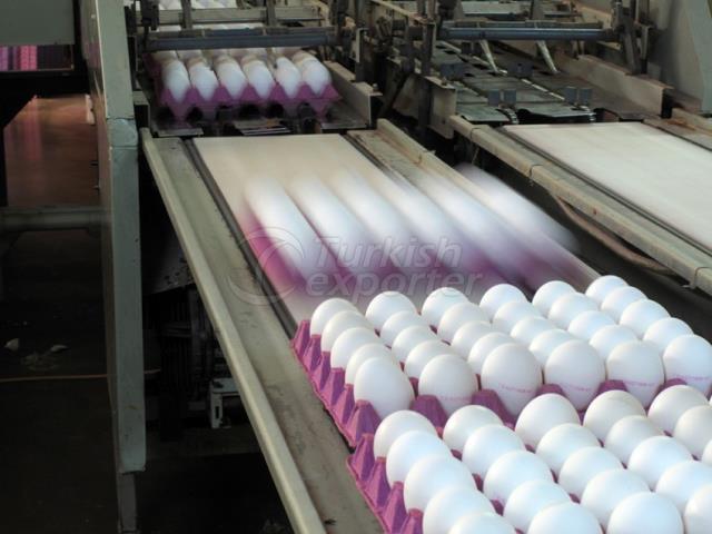 Egg Production