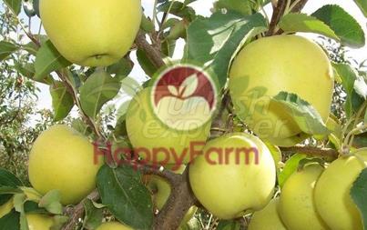 Apple Golden