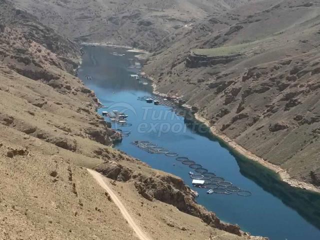 Balık Yetiştiriciliği