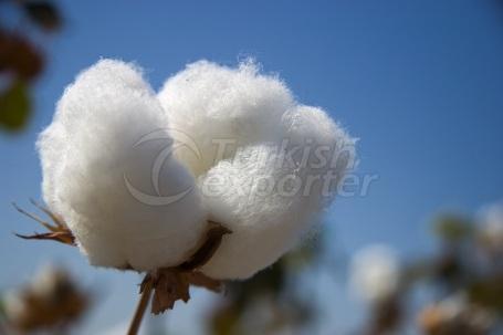 Cotton