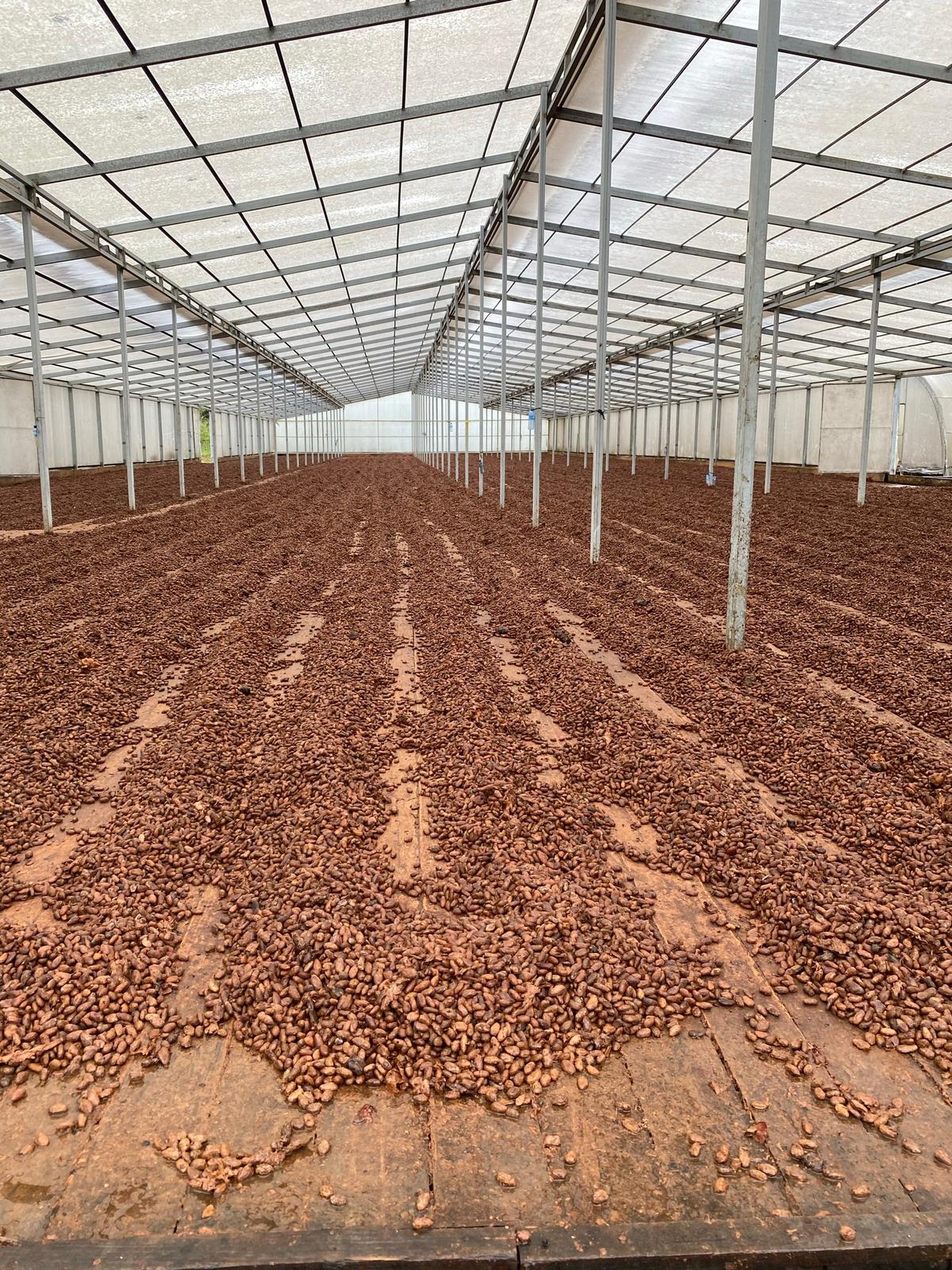 Cocoa Beans