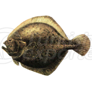 Turbot