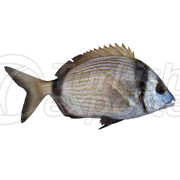 Gray Bream