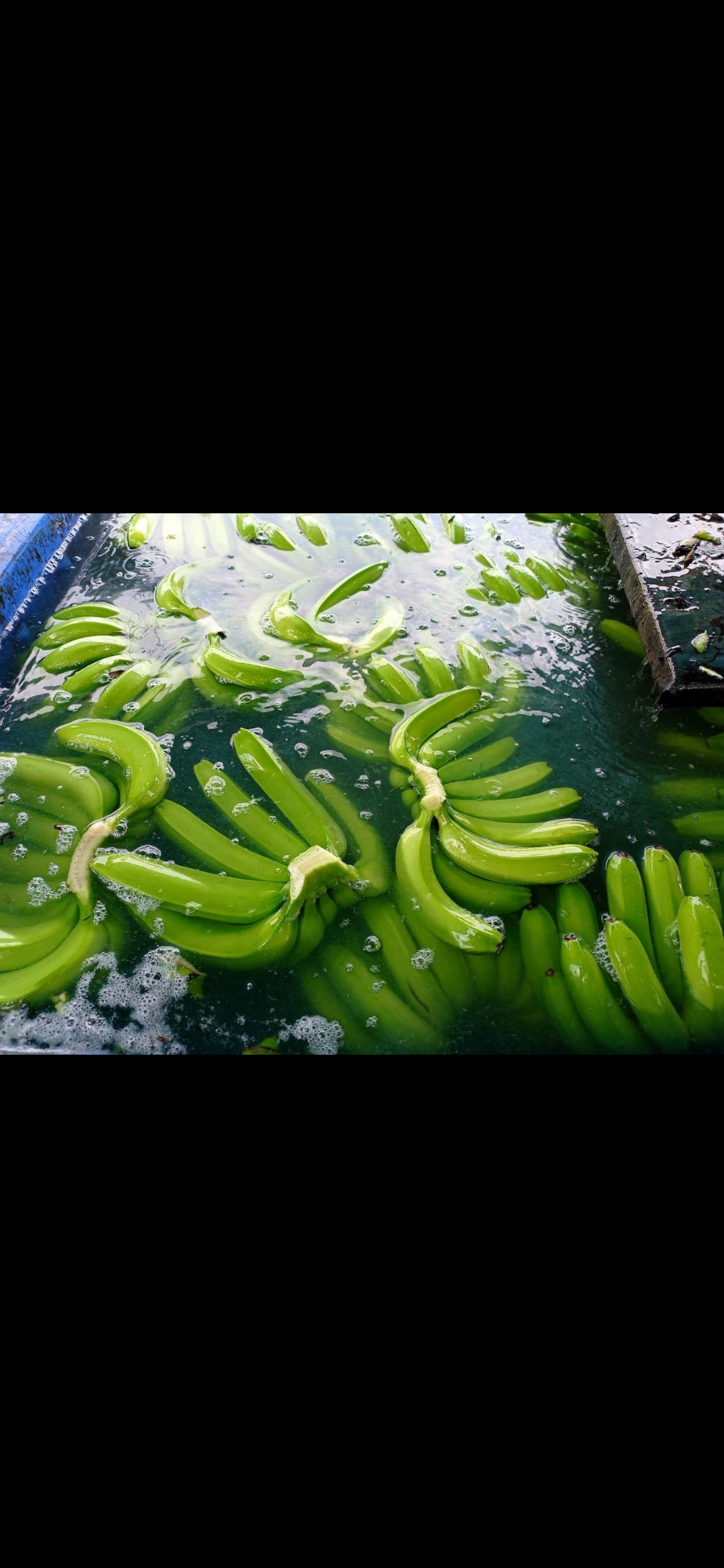 Fresh fruit banana