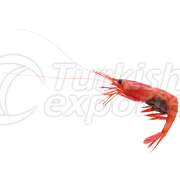 Shrimp