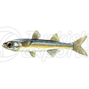 Atherina Fish