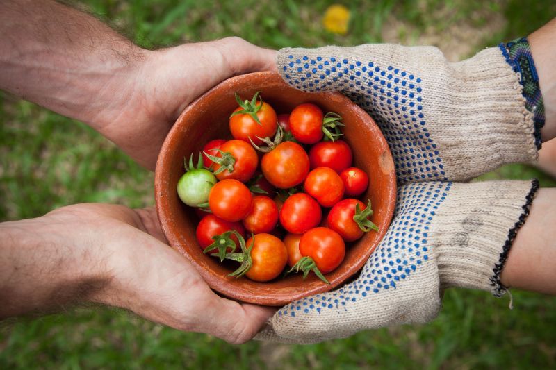 Vegetable-Fruit