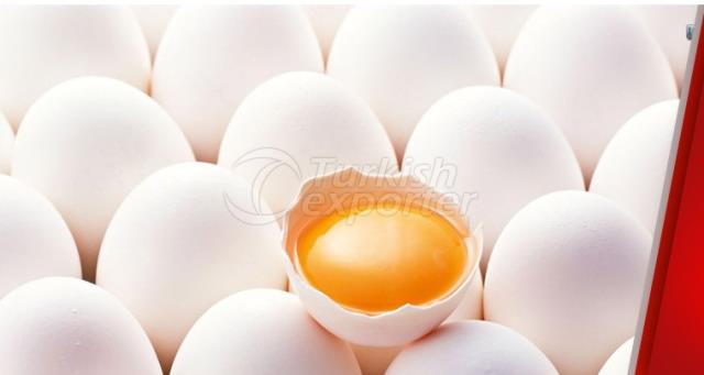 Egg Production