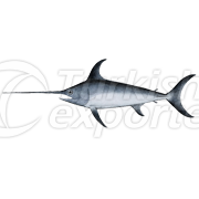 Sword Fish