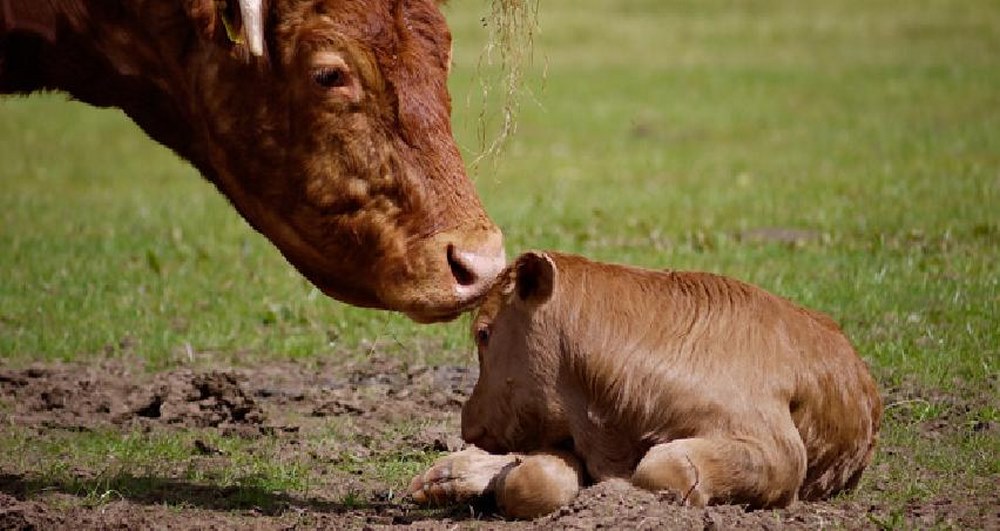 Biomax Gozde Fattening Feeds