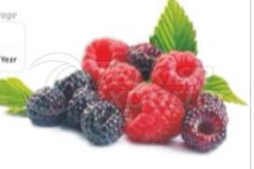 توت العُليق