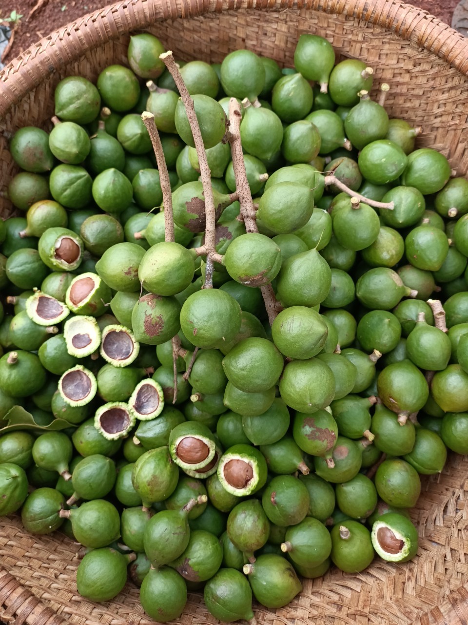 Macadamia