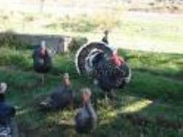 Turkey Chick Feed