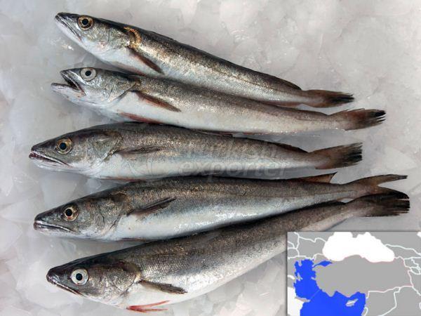 Свежий охлажденный уайтинг