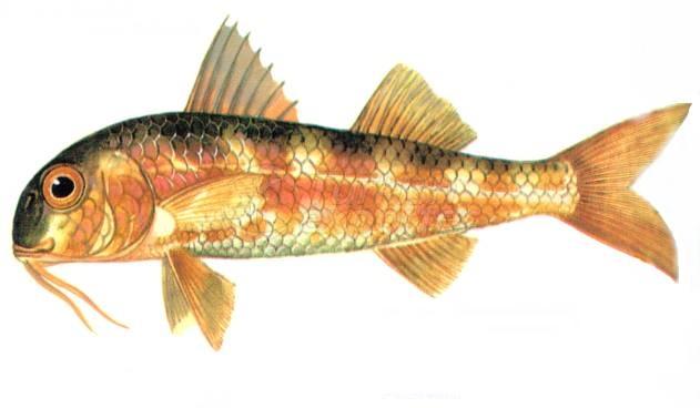 Red Mullet