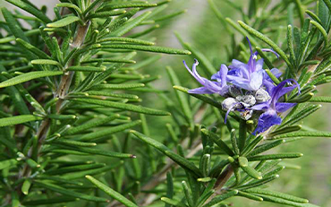 Rosemary Oil