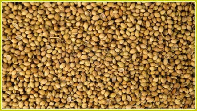 Coriander Seeds