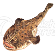 Angler Fish
