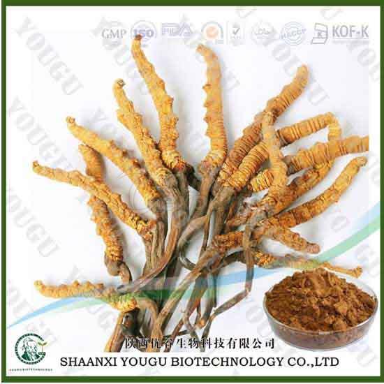 China cordyceps sinensis extract